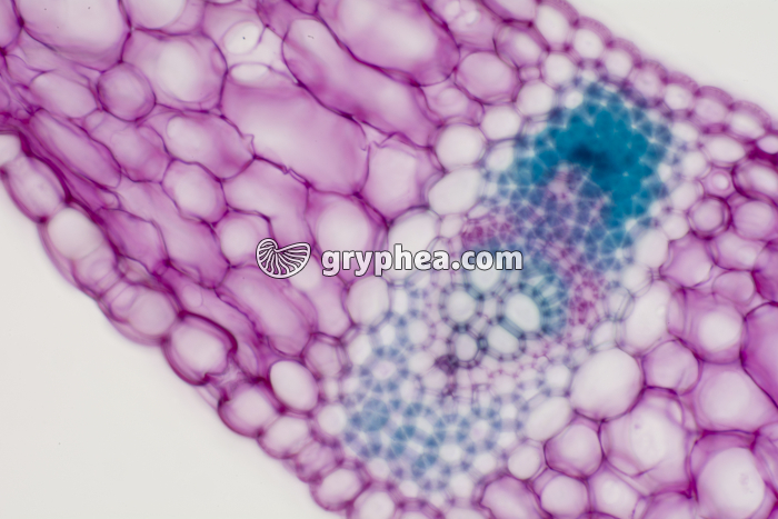 Feuille de Muguet CT x100 - gryphea.com